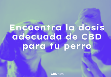 CBD para perros en Mexico El cbd mas seguro para darle a tu perro