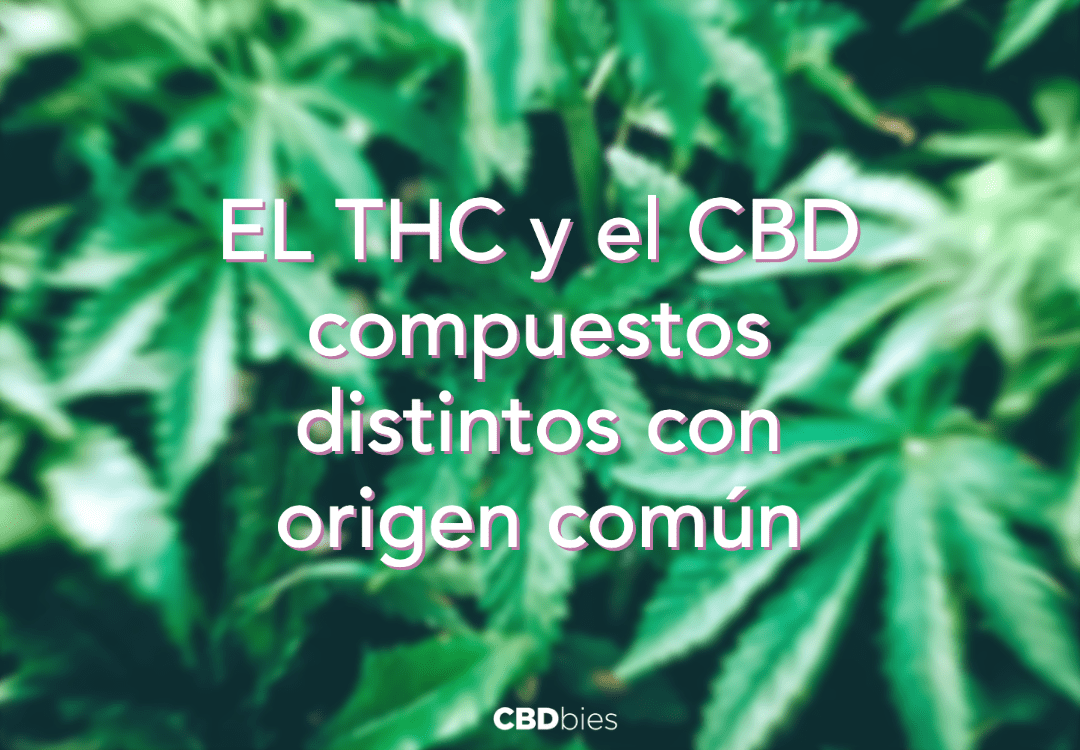 5 Hechos Que Marcan La Diferencia Entre CBD Y THC