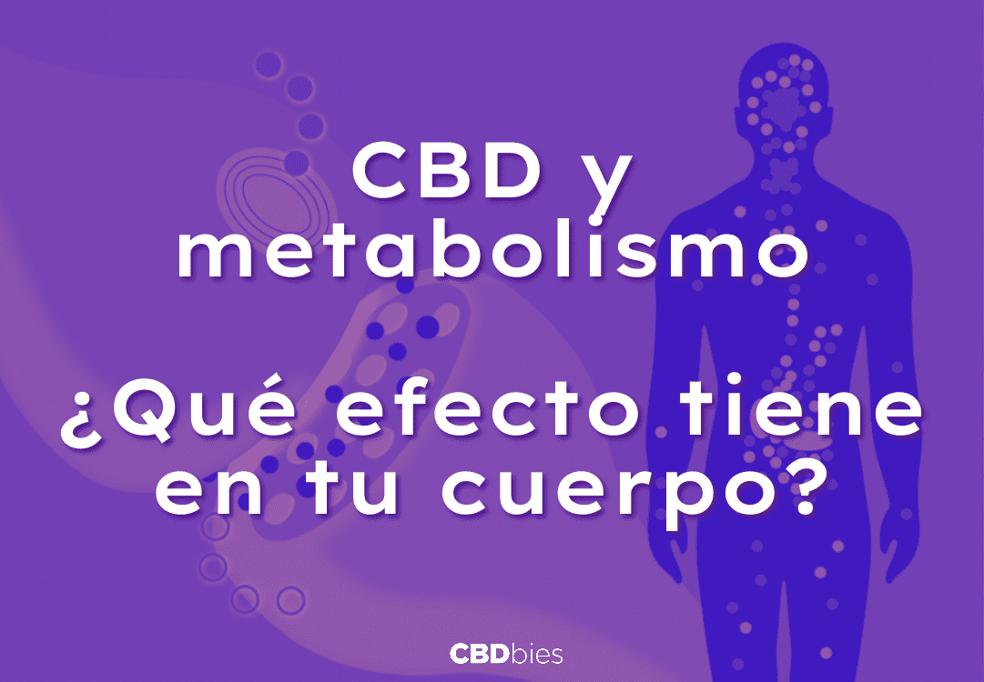 Como se Metaboliza el CBD - Efectos del CBD en el cuerpo