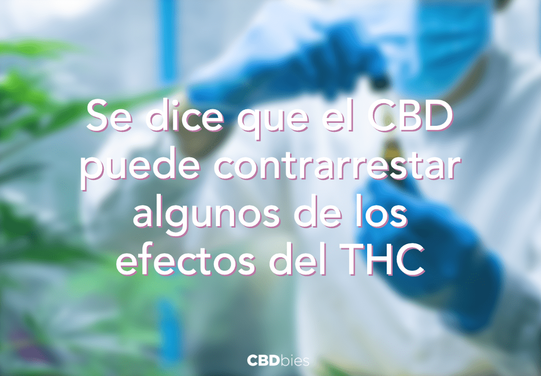 El CBD ayuda a bajar el efecto del THC Respondemos a una pregunta comun sobre el CBD